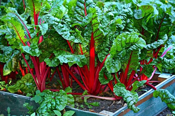 Las 2 verduras de temporada en enero más saludables